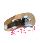 shi-zu-mei（個別スタンプ：10）