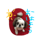 shi-zu-mei（個別スタンプ：11）
