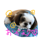shi-zu-mei（個別スタンプ：14）