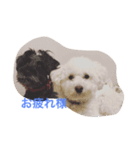 犬2017（個別スタンプ：1）