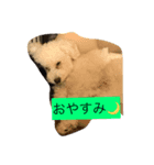 犬2017（個別スタンプ：2）