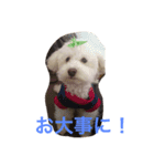 犬2017（個別スタンプ：7）