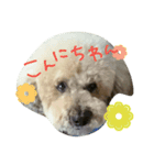 トイプードル 日常②（個別スタンプ：17）