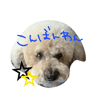 トイプードル 日常②（個別スタンプ：18）