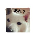 白犬のぼやき。（個別スタンプ：5）