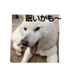 白犬のぼやき。（個別スタンプ：6）