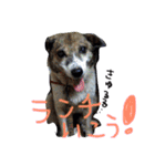 わたしなるちゃん（個別スタンプ：16）