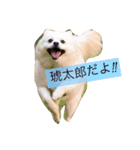 こたちゃんの日常（個別スタンプ：1）
