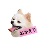 こたちゃんの日常（個別スタンプ：2）