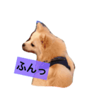 こたちゃんの日常（個別スタンプ：4）