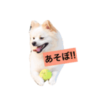 こたちゃんの日常（個別スタンプ：5）