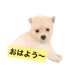 こたちゃんの日常（個別スタンプ：6）