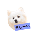 こたちゃんの日常（個別スタンプ：7）