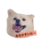 こたちゃんの日常（個別スタンプ：8）