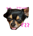 チワワのこっちゃん（個別スタンプ：1）