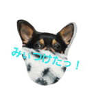 チワワのこっちゃん（個別スタンプ：5）