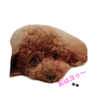 モコの日常あいさつ（個別スタンプ：1）