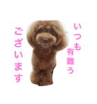 モコの日常あいさつ（個別スタンプ：11）
