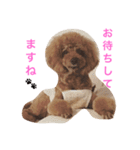 モコの日常あいさつ（個別スタンプ：12）