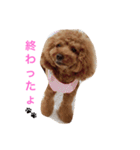 モコの日常あいさつ（個別スタンプ：14）