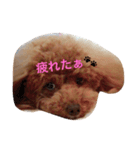 モコの日常あいさつ（個別スタンプ：15）