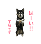 黒柴あずき3（個別スタンプ：1）