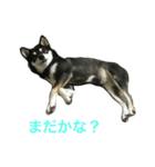 黒柴あずき3（個別スタンプ：9）