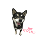 黒柴あずき3（個別スタンプ：10）