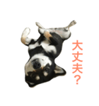 黒柴あずき3（個別スタンプ：11）