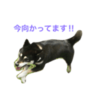 黒柴あずき3（個別スタンプ：12）