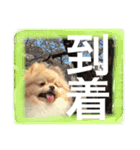 あおとももの日常（個別スタンプ：6）