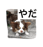 あおとももの日常（個別スタンプ：12）