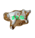 アウラちゃん（個別スタンプ：14）