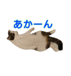 日常生活でつかえる！3にゃんといっしょ9（個別スタンプ：15）