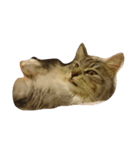 コトラねこまる（個別スタンプ：4）