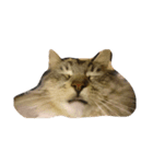 コトラねこまる（個別スタンプ：5）