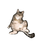 コトラねこまる（個別スタンプ：7）
