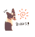 ごはんちゃん（個別スタンプ：3）