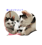 ナカマ家の赤ちゃん猫たち（個別スタンプ：1）