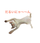 ナカマ家の赤ちゃん猫たち（個別スタンプ：2）