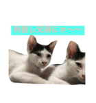 ナカマ家の赤ちゃん猫たち（個別スタンプ：4）