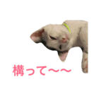 ナカマ家の赤ちゃん猫たち（個別スタンプ：7）