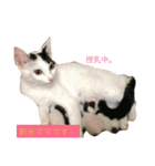 ナカマ家の赤ちゃん猫たち（個別スタンプ：11）
