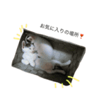 ナカマ家の赤ちゃん猫たち（個別スタンプ：13）