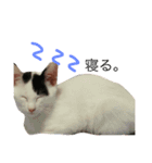 ナカマ家の赤ちゃん猫たち（個別スタンプ：14）