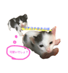 ナカマ家の赤ちゃん猫たち（個別スタンプ：15）