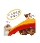 ナカマ家の赤ちゃん猫たち（個別スタンプ：16）