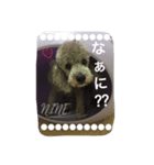 シルバープードル ナイン（個別スタンプ：10）
