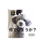 シルバープードル ナイン（個別スタンプ：12）