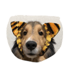 Lifeis...sheltie（個別スタンプ：1）
